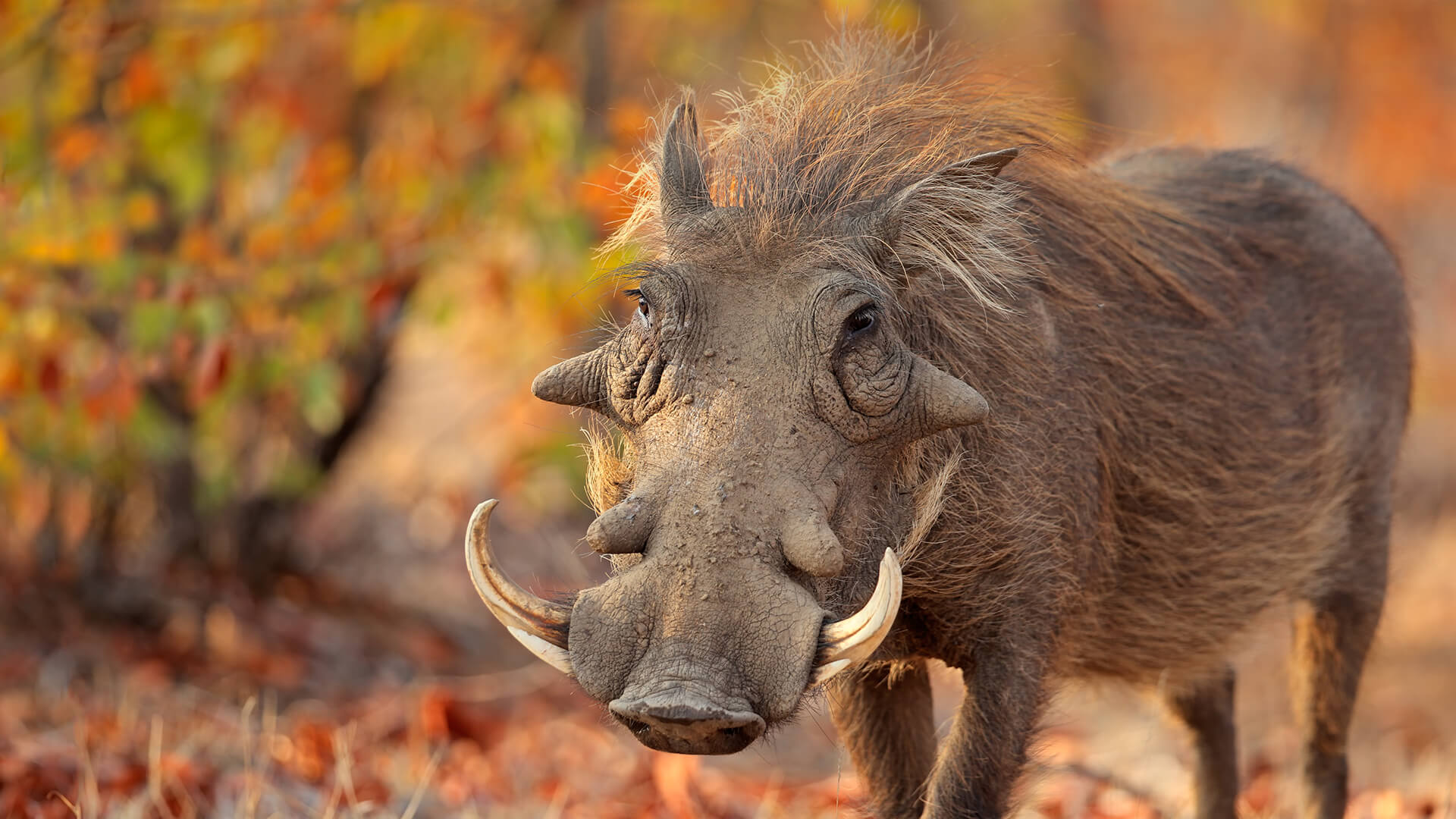 volunteer safari