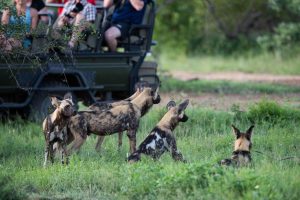 Luxury Group Safaris Tanzania