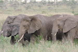how fast can an elephant run?