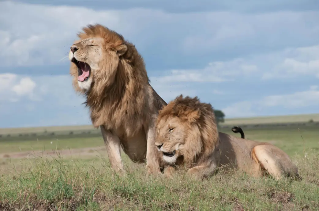 Tanzania Safari On Christmas And New Year